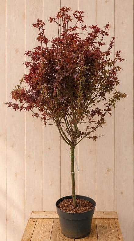 Acer Palmatum Japanse Esdoorn 'Shaina' 140 cm Warentuin Natuurlijk