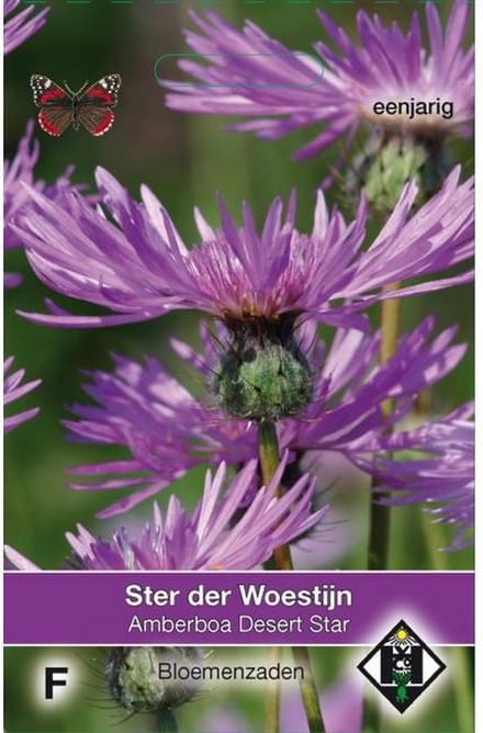 Van Hemert & Co - Ster der Woestijn (Amberboa muricata)
