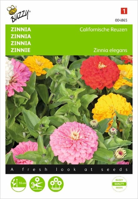 Zinnia Californische Reuzen - Zinnia elegans