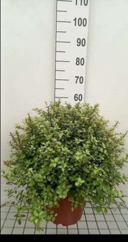 2 x Potentilla frut. 'Goldteppich' - Struikganzerik, Heesterganzerik, 25- 30 cm in pot