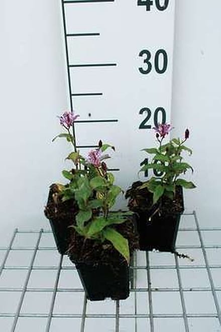 6x Tricyrtis - Tricyrtis form. 'Dark Form' | 9x9 cm pot