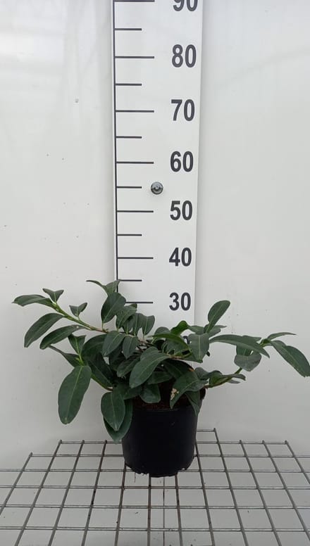 Prunus laurocerasus 'Mount vernon' - Laurierkers 30 - 40 cm in pot