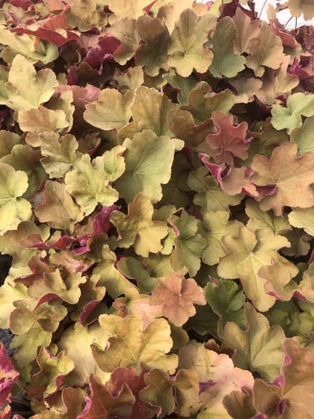 6 x Heuchera 'Caramel' - Purperklokje in pot 9 x 9 cm