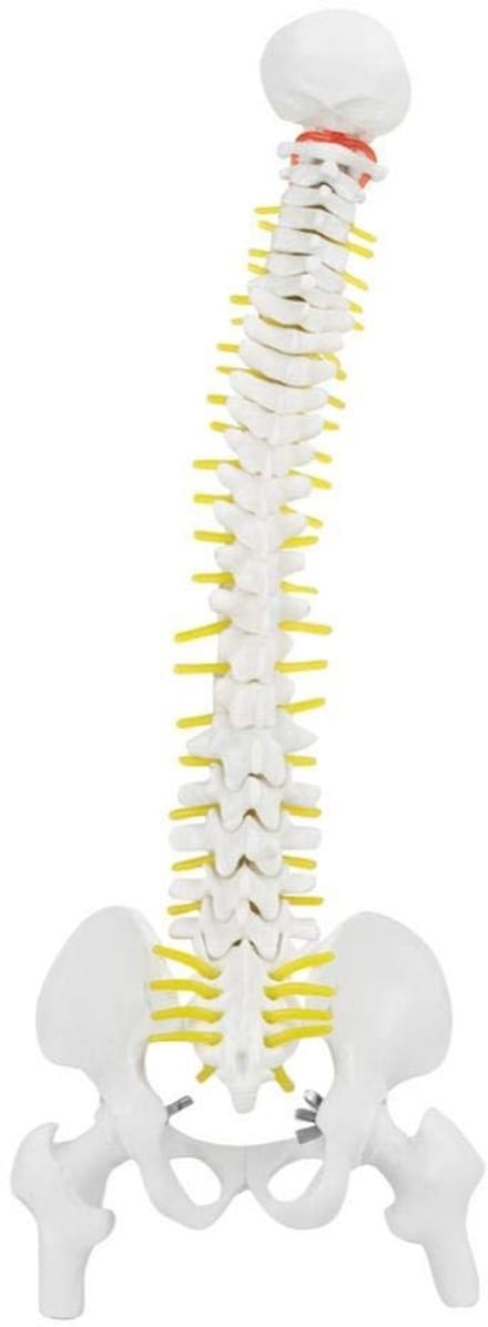 Dailygoods- Wervelkolom model 45 cm - Anatomie model - Flexibele wervelkolom - Medisch onderwijs - PVC/PU materiaal - Inclusief modelbasis - Anatomisch Model