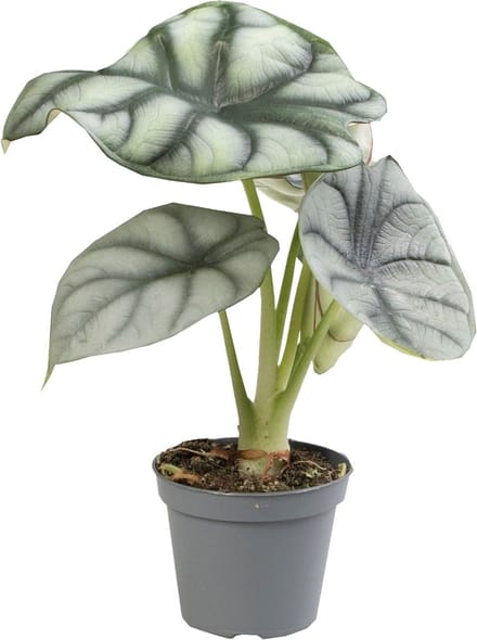 Alocasia Silver Dragon - Terrariumplant