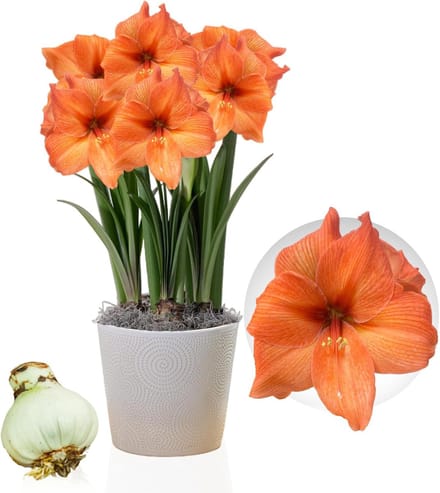 Amaryllis Bol - Rilona - Bloembollen - 1 stuk - Oranje - Bloem bollen