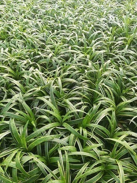 6x Leliegras - Liriope musc. 'Gold Banded' | 9x9 cm pot