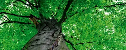 Fotobehang - Treetop 375x150cm - Vliesbehang
