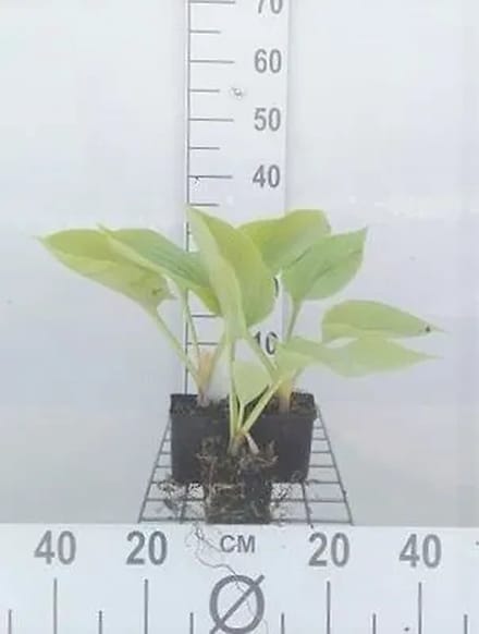 6x Funkia - Hosta hybr. 'Sum And Substance' | 9x9 cm pot
