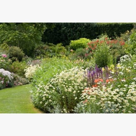 Romantische Witte border (met blauw / rode accenten) - bloeit in Mei / Juni / Juli / Augustus / September