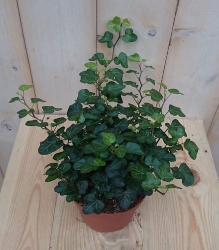 Warentuin natuurlijk - 3 stuks! Hedera klimop groen