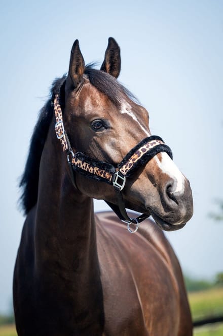 HB Halsters leopard Furr Luipaard - Cob