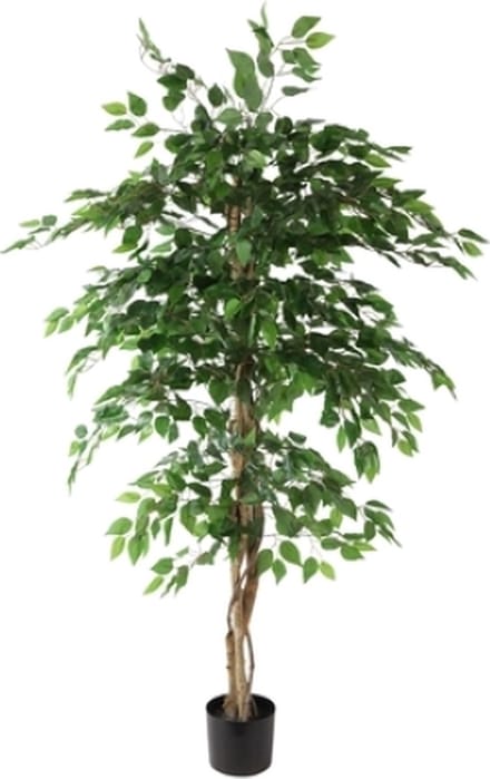 Ficus benjamina 140x140x180 cm groen Countryfield