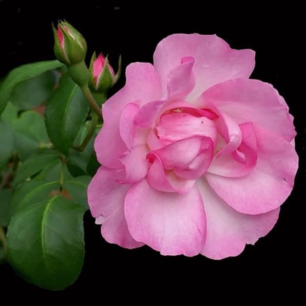 Rosa 'Centenaire de Lourdes' - Prachtige rozen voor in uw tuin