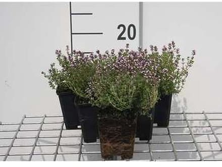 6x Citroentijm - Thymus citr. 'Silver Queen' ('argenteus') | 9x9 cm pot