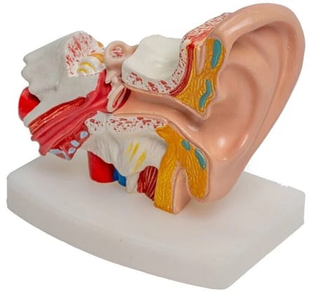 Nixnix® - Anatomisch model Oor - 12cm - 1,5x vergroot - Educatief