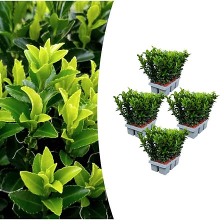 Tuinplantenshop.com | Euonymus 'Green Spire' | 24 stuks - Ø7cm - 15cm hoog