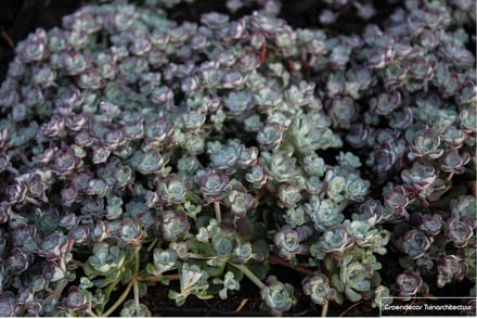 6x Vetkruid - Sedum spathulifolium ‘Cape Blanco’ | 9x9 cm pot