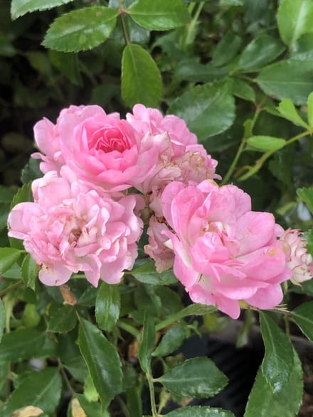Rosa 'The Fairy' - POLYANTHA ROOS 'FAIRY', STRUIKROOS in pot