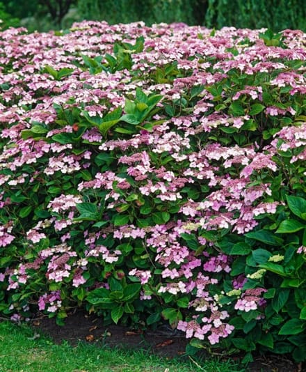 Arbustes de haie - Un ensemble 1 - Hydrangea aspera sargentiana C15 60-80 cm