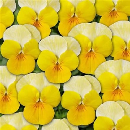 Violen Ice Babies® Yellow Frost F1