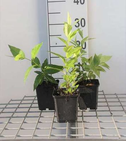 6x Stermaagdenpalm - Amsonia tabernaemontana | pot 9 x 9 cm