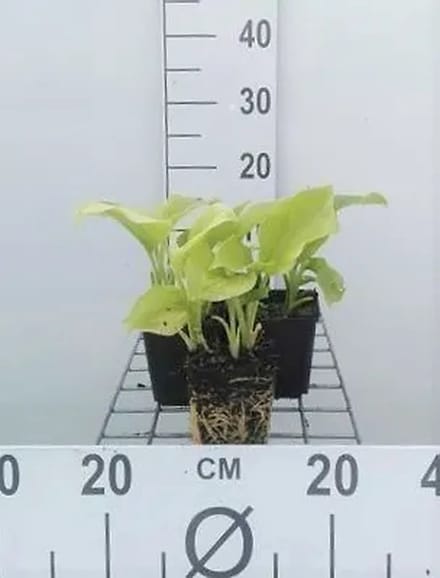 6x Funkia - Hosta plant. 'Grandiflora' | 9x9 cm pot
