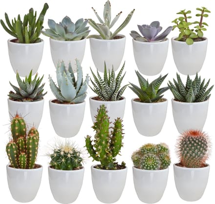 Cactus en vetplanten mix 5.5 cm in witte pot | 15 stuks