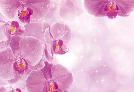 Poster | Roze , Wit | 104 x 70,5 cm