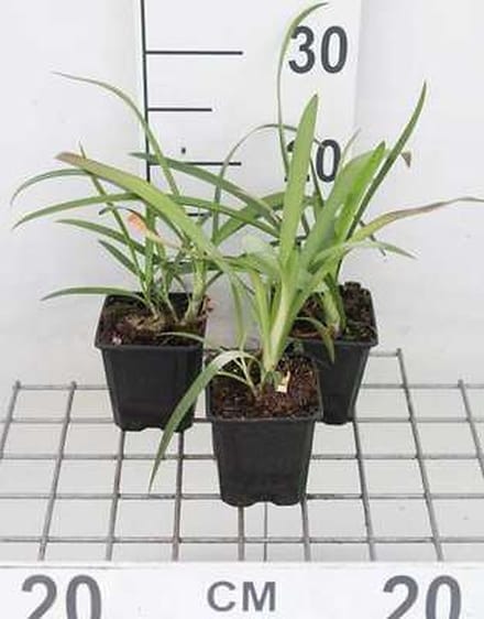 6x Afrikaanse lelie - Agapanthus africanus | 9x9 cm pot
