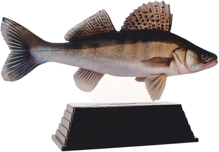 Vis Trofee Snoekbaars - Visprijs Roofvis - Viswedstrijd Prijs - Echte Vis Afbeelding - 17 cm - Natuurlijke kleuren