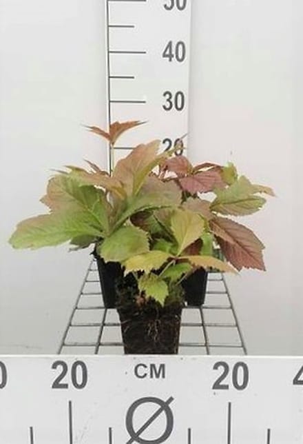 6x Kijkblad - Rodgersia pod. 'Braunlaub' | 9x9 cm pot