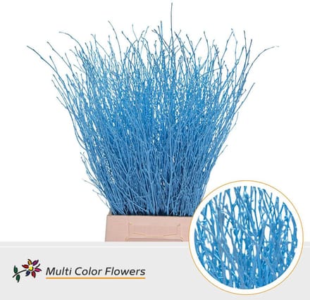 10x Tk betula blauw 70cm