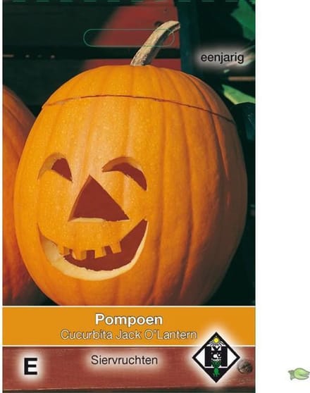 Van Hemert & Co - Pompoen Jack O'Lantern (Cucurbita pepo)