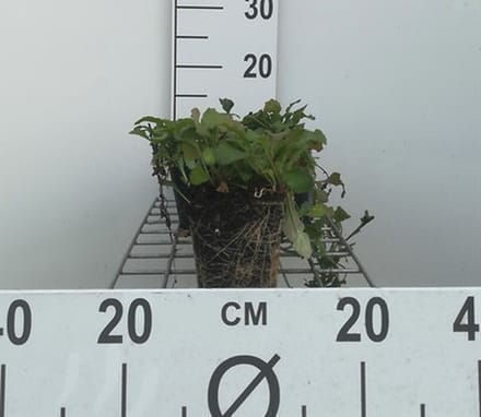 6x Zenegroen - Ajuga reptans | 9x9 cm pot