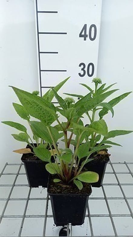6x Zonnehoed - Echinacea purp. Lakota Orange' | pot 9 x 9 cm