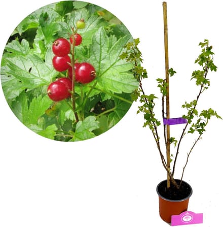 Ribes glandulosum, Sierbes, Hoogte 40cm, 1,5 liter pot