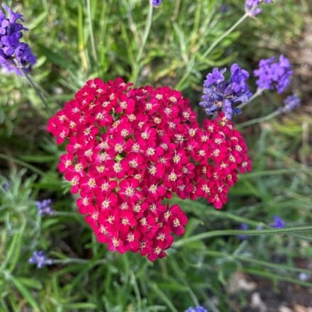 Duizendblad (Achillea millefolium) - Paprika – - Bijen-Vlinders - bloeit in Juni / Juli / Augustus / September