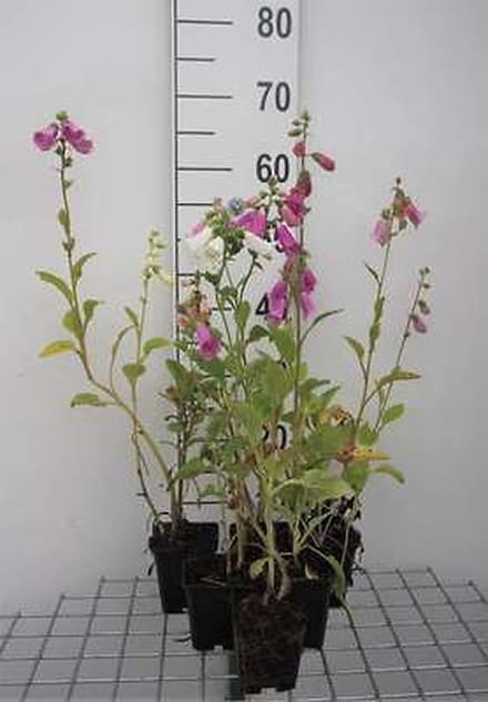 6x Vingerhoedskruid - Digitalis purp. Gloxiniiflora' | 9x9 cm pot