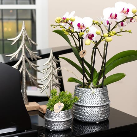 Kolibri Home | Groove sierpot - Zilver - Ø9cm