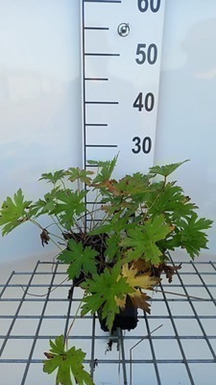 6x Ooievaarsbek - Geranium psil. 'Red Admiral' | 9x9 cm pot