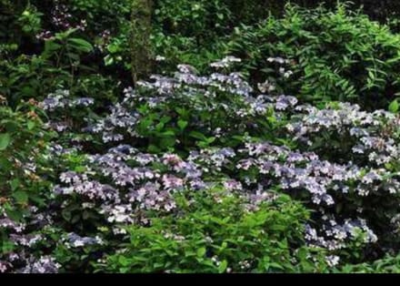 1 x Hydrangea serr. 'Bluebird' - Berghortensia 25- 30 cm in pot