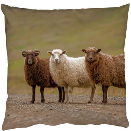 Sierkussens - Kussentjes Woonkamer - 50x50 cm - Schapen - Bruin - Wit - Grindpad