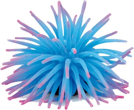 Flamingo Aquarium accessoires Anemoon  - 5 centimeter