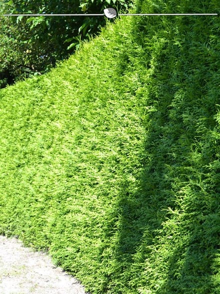 Westerse Levensboom Thuja Brabant 180-200 cm in Pot, 18x Haagplant