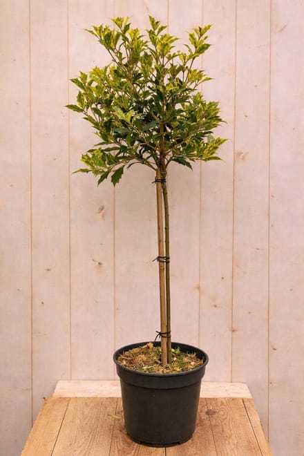 Warentuin natuurlijk - Schijnhulst Osmanthus heterophyllus Goshiki...