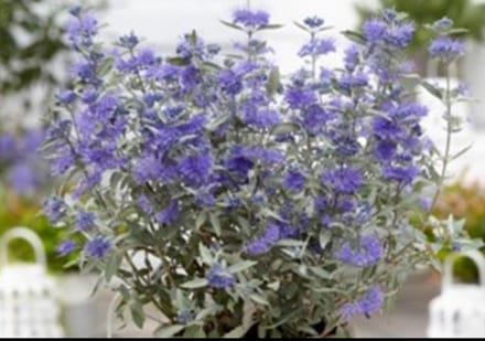 Caryopteris cland. 'Sterling Silver'® - Blauwbaard 30- 40 cm in pot