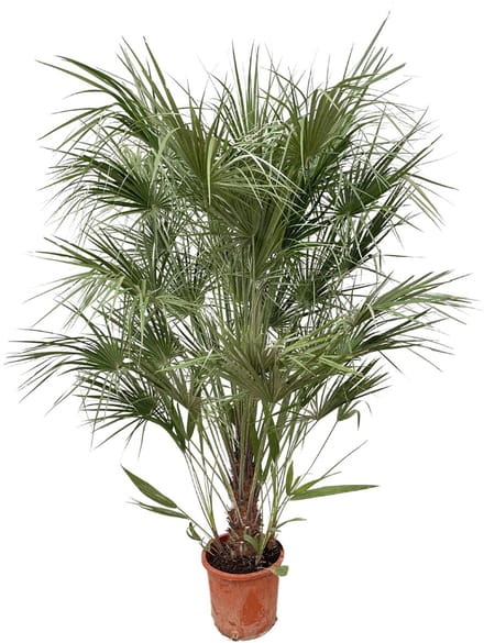Chamaerops Humilis struik - 170cm- Ø30