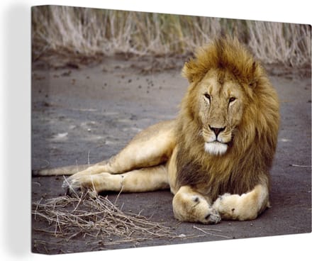 Canvas Schilderij Leeuw - Afrika - Dier - 30x20 cm - Wanddecoratie