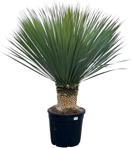 Yucca Rostrata - 140 cm - Ø45
